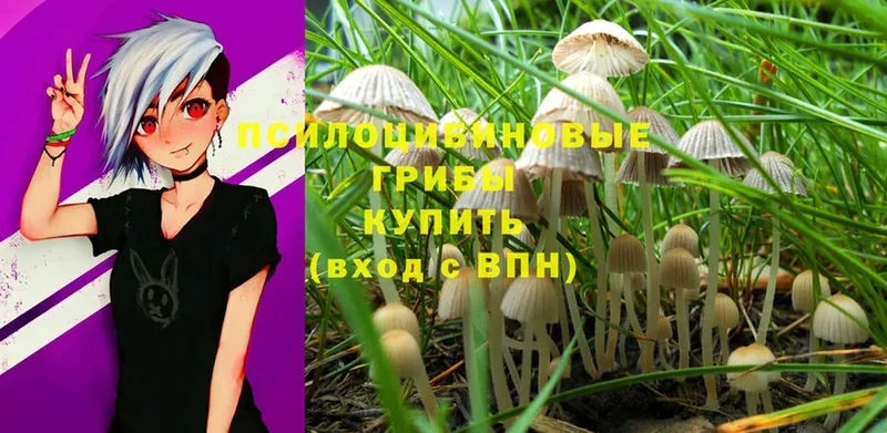 Галлюциногенные грибы Cubensis  Батайск 